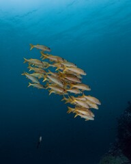 Fototapeta premium School of yellow snapper swim in a vibrant underwater scene.
