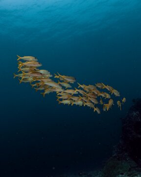 School of yellowtail snapper swim gracefully through the clear blue ocean.