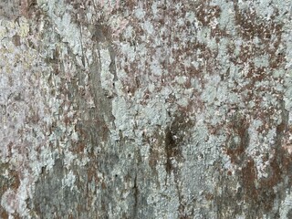 Closeup of aged wooden surface with deep cracks and rough texture. Weathered cracked wood texture top view with dark grain. Old tree wood texture rotting background.