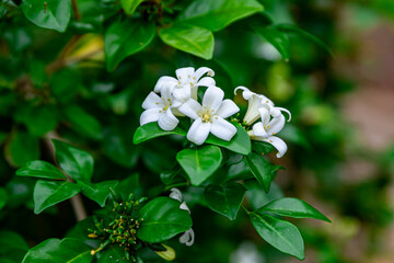 Beautiful white flowers (Murraya paniculata) or Adaman Satinwood, commonly known as Orange Jasmine, Thanaka flower in Burmese. This image was taken with a high-resolution camera in Myanmar.