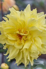 Close-Up of Large Yellow Dahlia Flower, Delhi