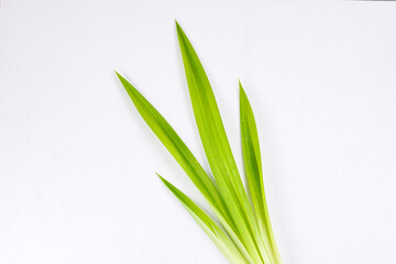A fresh bundle of aromatic green pandan leaves from the screwpine plant, isolated on a white background.