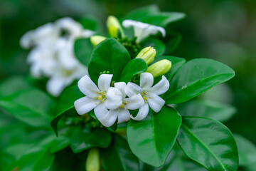 Beautiful white flowers (Murraya paniculata) or Adaman Satinwood, commonly known as Orange Jasmine, Thanaka flower in Burmese. This image was taken with a high-resolution camera in Myanmar.
