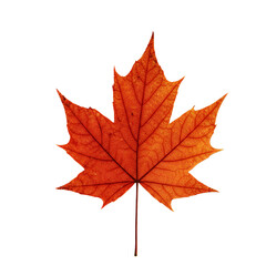 Obraz premium Isolated Autumnal Maple Leaf Detailed Photo On Transparent Background