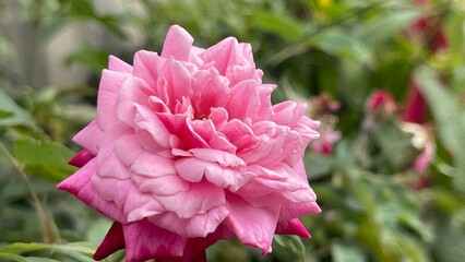 pink flower in the garden