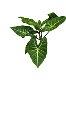 Isolated Caladium Plant Illustration with Green Leaves and Black Background