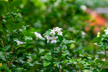Beautiful white flowers (Murraya paniculata) or Adaman Satinwood, commonly known as Orange Jasmine, Thanaka flower in Burmese. This image was taken with a high-resolution camera in Myanmar.