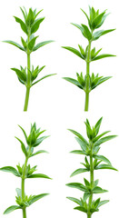 Fototapeta premium Isolated Green Plant Stems on Transparent Background Photo