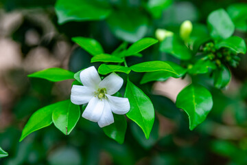 Beautiful white flowers (Murraya paniculata) or Adaman Satinwood, commonly known as Orange Jasmine,...