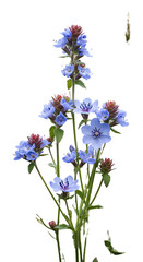 Obraz premium Isolated Blue Flowers With Green Stems Against Black Background Photo