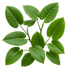 Obraz premium Isolated Green Tropical Leaves on a Transparent Background Photo