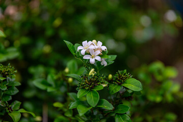Beautiful white flowers (Murraya paniculata) or Adaman Satinwood, commonly known as Orange Jasmine,...