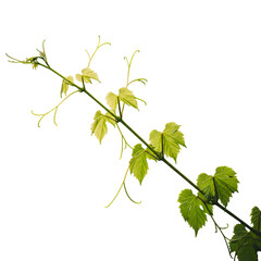 Isolated Green Vine Branch With Fresh Leaves On Transparent Background Photo