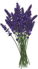 Isolated Lavender Bouquet Illustration on Transparent Background