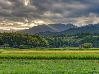 Fototapeta premium 朝日が射し込む明日香村の田園風景