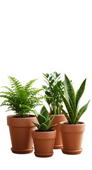 Obraz premium Isolated Collection of Green Potted Plants with Terracotta Pots on Black Background