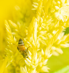 Insect macro photography taken is on the flowers