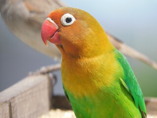 Colorfull Bird