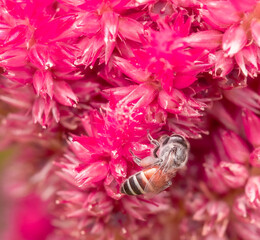 Insect macro photography taken is on the flowers