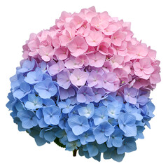 Isolated Pink And Blue Hydrangea Bloom On White Background Photo