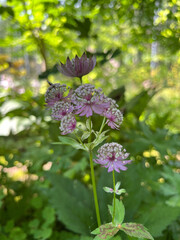 lilac flowers in the garden