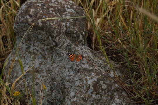 Small Tortoiseshell Butterfly on a rock. Nymphalis xanthomelas, the scarce tortoiseshell, is a species of nymphalid butterfly found in eastern Europe and Asia.