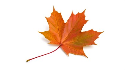 Vibrant isolated maple leaf showcasing warm autumn colors on a clean white background