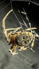 Bridge spider on the web perfect pattern 