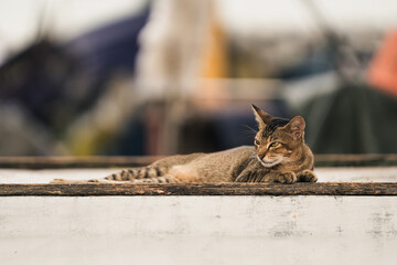 an adorable charming tabby cat