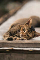 an adorable charming tabby cat