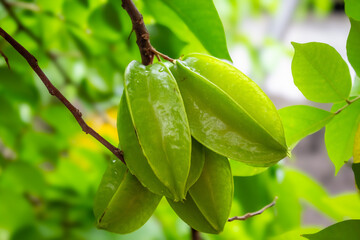 green leaves on a branch fruit, carambola