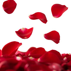 Fototapeta premium Isolated Red Rose Petals Falling On Transparent Background Photo