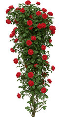 Isolated Photo of a Blooming Red Rose Bush with Green Leaves and Transparent Background