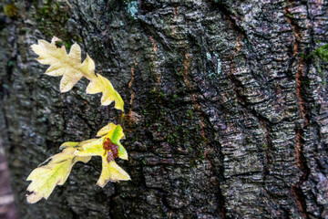 Close-up of small yellow oak leaves growing from the textured bark of a tree, showing autumnal detail and natural texture
