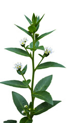 Fototapeta premium Isolated Plant with Green Leaves and White Flowers on Black Background Photo