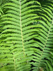 fern leaf in the forest