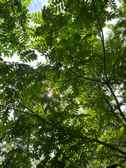 Obraz premium green leaves in the forest