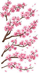Fototapeta premium Isolated Sakura Branches With Pink Blossoms And Transparent Background Illustration