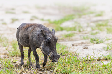 A wild warthog with tusks in Tarangire National park in Tanzania, Africa.