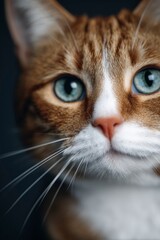 High-Quality Close-Up of a Cat's Face with Blue Eyes