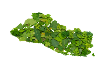 Illustration of El Salvador Country Map Made Of Green Leaves on Black Background
