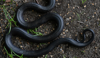 Black snake. Big black surface features scales, creating an exotic and dangerous aesthetic. Perfect for nature, wildlife, or design backgrounds. Forest Cobra. Black Cobra.