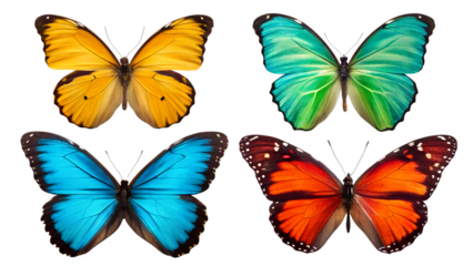 set of colorful butterflies isolated