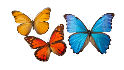 butterfly isolated on white background