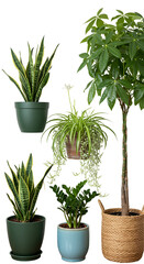 Obraz premium Isolated Various Green Potted Plants Illustration On Transparent Background