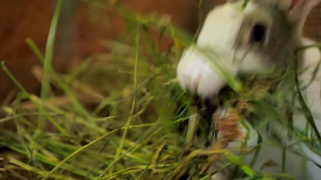 A Dutch rabbit builds a nest in her hutch using hay. She works quietly and precisely, creating a warm, hidden space. It&rsquo;s a simple yet powerful display of maternal instinct.