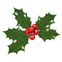 Illustration of Holly Berries with Green Leaves and Transparent Background