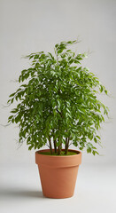 Photo of a Lush Green Potted Plant on a Textured White Background