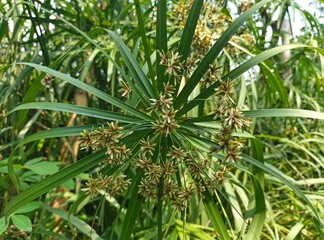 aloe vera plant