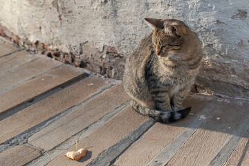 The Monastery cat